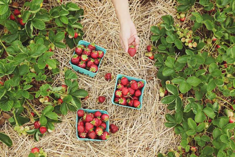 Sustainable Farming Practices We Follow